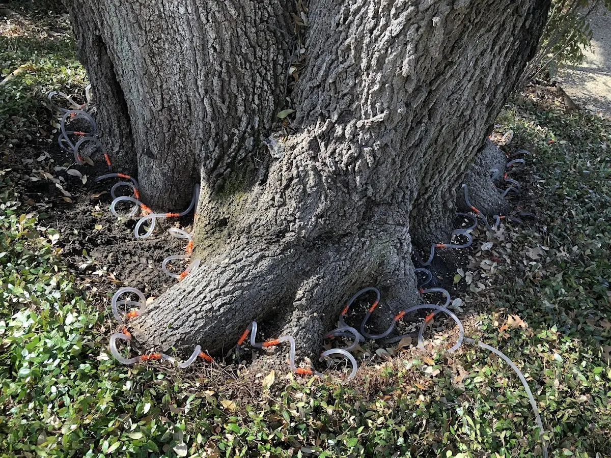 Detailed Tree Cabling and Bracing job site in Cedar Rapids