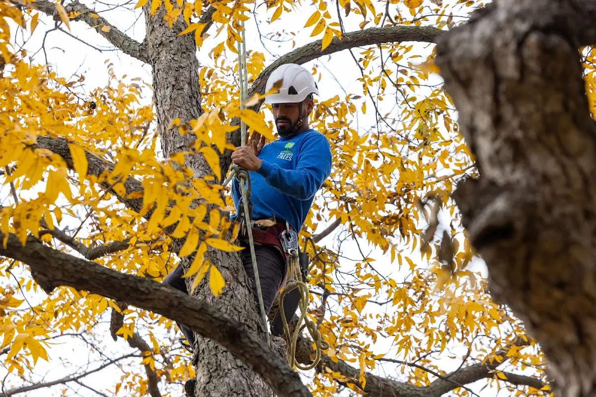 Skilled Tree Planing crew working in Cedar Rapids